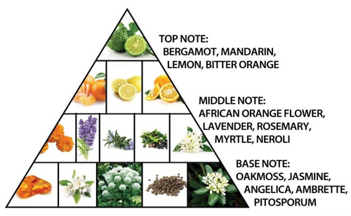 A pyramid-style infographic showing layered notes of fragrance with labeled photos of ingredients. The top note includes bergamot, mandarin, lemon, and bitter orange.